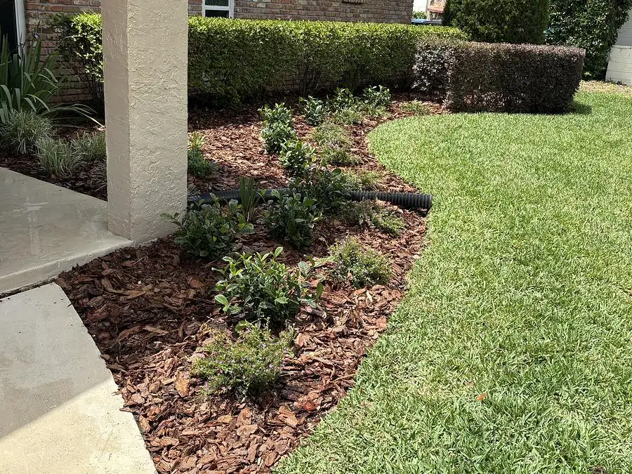 Curved red mulch bed with black edging running along a front walkway