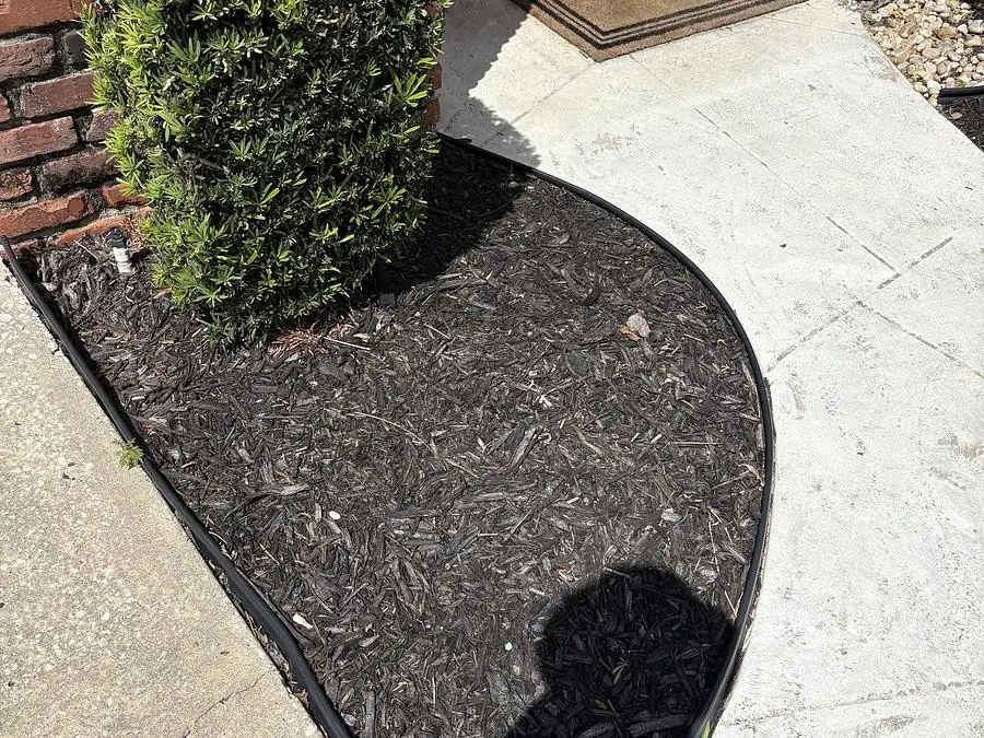 Sharply edged black mulch bed wrapping a tall hedge at a front entry