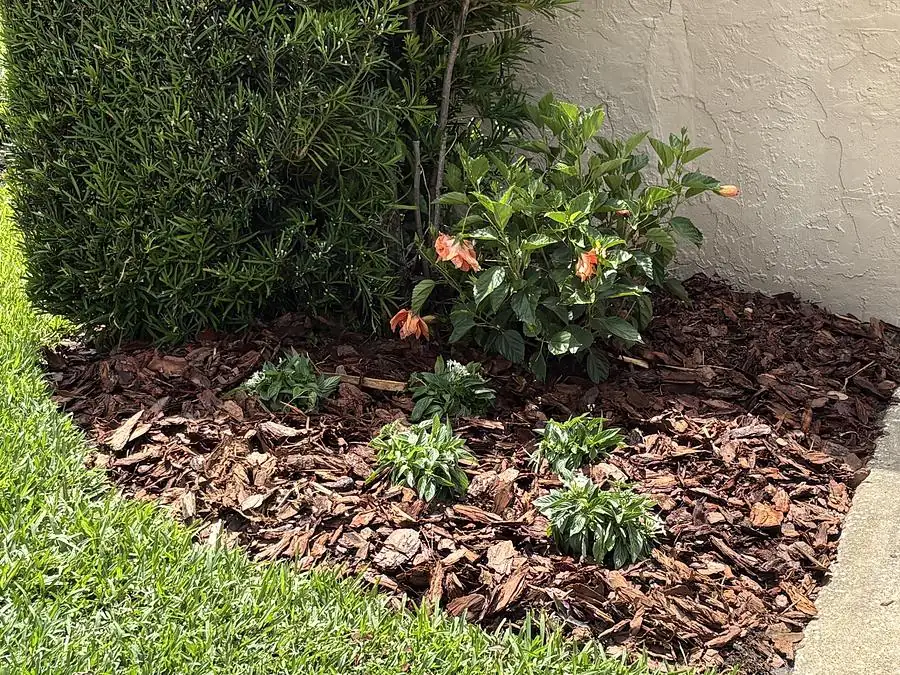 Shrub bed with orange flowering plants and fresh mulch beside a stucco wall
