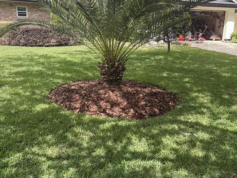 Mature palm with a fresh mulch ring set in an evenly cut green lawn